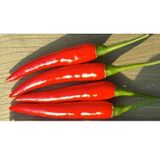 Hạt Giống Ớt Chỉ Thiên INNO-555 - ảnh 1