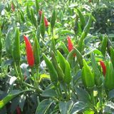 Hạt Giống Ớt Chỉ Thiên INNO-556 - ảnh 1