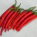 Hạt Giống Ớt Chỉ Thiên INNO-557 - ảnh 1