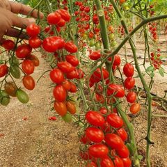  Hạt Giống Cà Chua CHERRY ĐỎ INNO-R10
