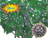Hạt Giống Cà Pháo Tím INNO-806 - ảnh 1