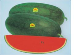  Hạt Giống Dưa Hấu HMN INNO-667