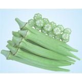 Hạt Giống Đậu Bắp Cao Sản INNO-400 - ảnh 1
