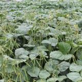 Hạt Giống Đậu COVE HẠT NÂU INNO-517