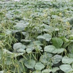  Hạt Giống Đậu COVE HẠT NÂU INNO-517