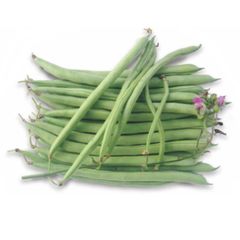  Hạt Giống Đậu COVE HẠT ĐEN INNO-516