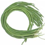 Hạt Giống Đậu Đũa XANH-ĐUÔI TÍM INNO-519 - ảnh 1