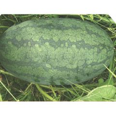  Hạt Giống Dưa Hấu HMN INNO-666