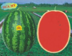  Hạt Giống Dưa Hấu  Thành Long INNO-668