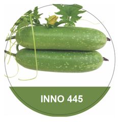  Hạt Giống Bí Đao Xanh Inno 445