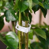 Kẹp Giữ Cố Định Thân Cây Cà Chua Tiện Dụng Chất Lượng Cao - ảnh 3