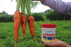  Makeno 10GR - Đặc trị tuyến trùng hại rễ - Hoạt chất: Fosthiazate