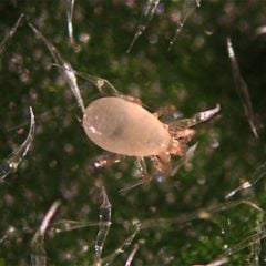  BIO-PRO AMPLY M - Diệt trừ ấu trùng bọ trĩ tuổi 1, nhện hai chấm, bọ phấn bằng thiên địch