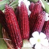 Hạt Giống Bắp (Ngô) Nữ Hoàng Đỏ - Giống F1, Nhập Khẩu Chính Hãng, Đảm Bảo Chất Lượng - Gói 50 hạt - ảnh 4