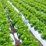 Bạt phủ luống ngăn cỏ - ảnh 1