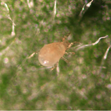 BIO-PRO AMBLY S - Diệt trừ Bọ Phấn bằng thiên địch - ảnh 2