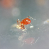 BIO-PRO PHYTO P - Kiểm soát nhện hai chấm bằng thiên địch