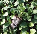 Giá thể gieo hạt Klasmann - ảnh 2