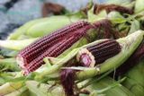 Hạt Giống Bắp (Ngô) Nữ Hoàng Đỏ - Giống F1, Nhập Khẩu Chính Hãng, Đảm Bảo Chất Lượng - Gói 50 hạt - ảnh 3