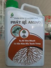  Phát rễ AMINO