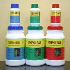  ETHEPHON – CHẤT KÍCH THÍCH MỦ CÂY CAO SU