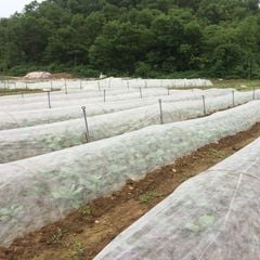  VẢI KHÔNG DỆT UNITIKA & VÒM LUỐNG: GIẢI PHÁP SẢN XUẤT RAU AN TOÀN TIẾT KIỆM NHẤT