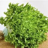 Hạt Giống Xà lách Lola Biyonda - Xuất Xứ Israel - ảnh 1