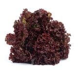 Hạt Giống Xà lách - Lola Rosa - Xuất Xứ Israel - ảnh 1
