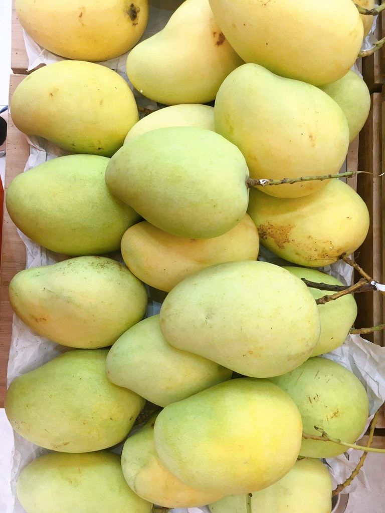  Xoài Tứ Quý size Vip 