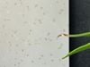 Gạch đá mài terrazzo Art3619