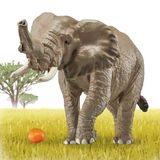  Ania AS-02 African Elephants With Orange - Voi Châu Phi 