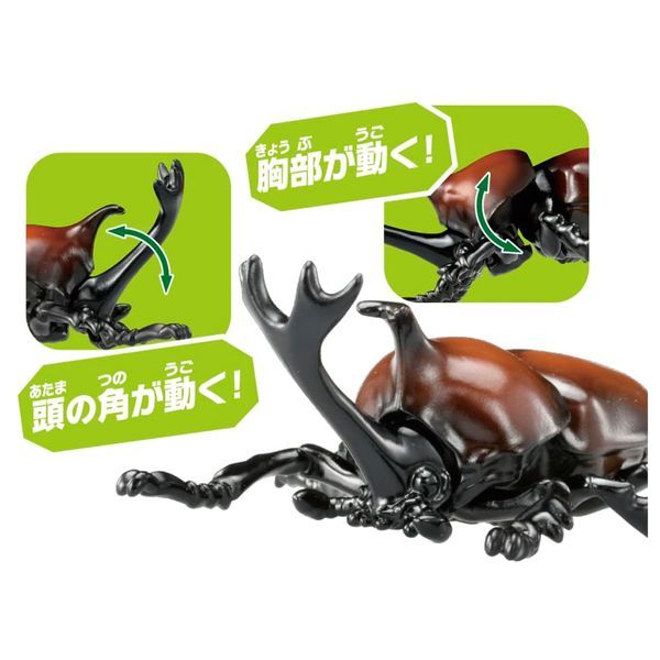  Ania AS-37 Japanese Rhinoceros Beetle - Bọ Hung Sừng Chữ Y 