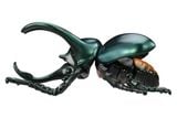  ANIA AL-18 Atlas Beetle - Kiến Vương 