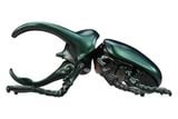  ANIA AL-18 Atlas Beetle - Kiến Vương 