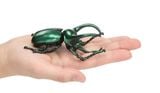  ANIA AL-18 Atlas Beetle - Kiến Vương 