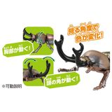  Ania AS-42 Rainbow Stag Beetle - Bọ Cánh Cứng Cầu Vồng 