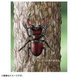  Ania AS-43 Sawtooth Stag Beetle - Bọ Cánh Cứng Răng Cưa 