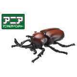  Ania AS-37 Japanese Rhinoceros Beetle - Bọ Hung Sừng Chữ Y 
