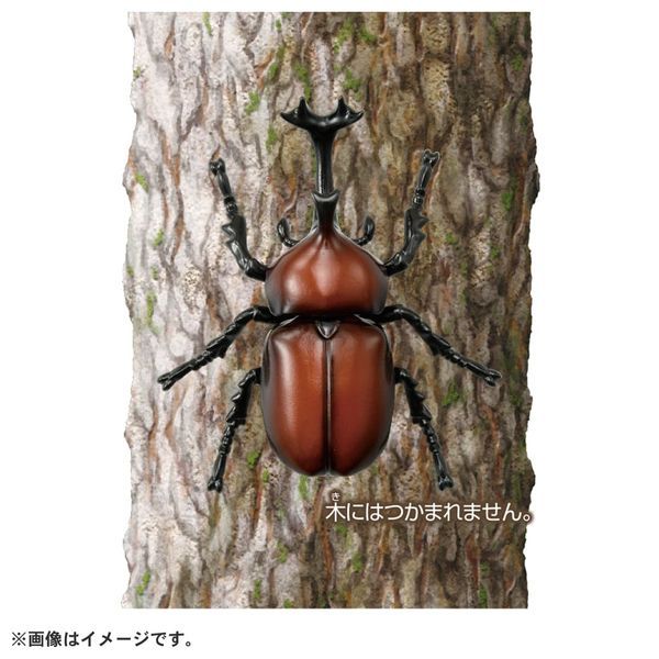  Ania AS-37 Japanese Rhinoceros Beetle - Bọ Hung Sừng Chữ Y 