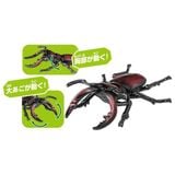 Ania AS-43 Sawtooth Stag Beetle - Bọ Cánh Cứng Răng Cưa 