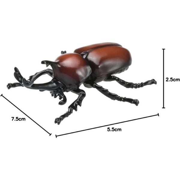  Ania AS-37 Japanese Rhinoceros Beetle - Bọ Hung Sừng Chữ Y 