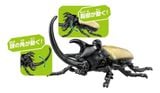  ANIA AS-41 Five Horned Beetle - Bọ Năm Sừng 