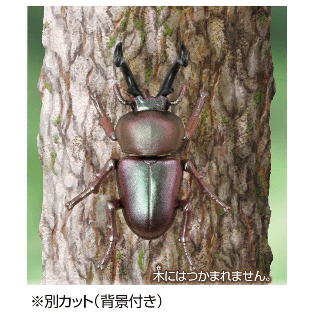  Ania AS-42 Rainbow Stag Beetle - Bọ Cánh Cứng Cầu Vồng 