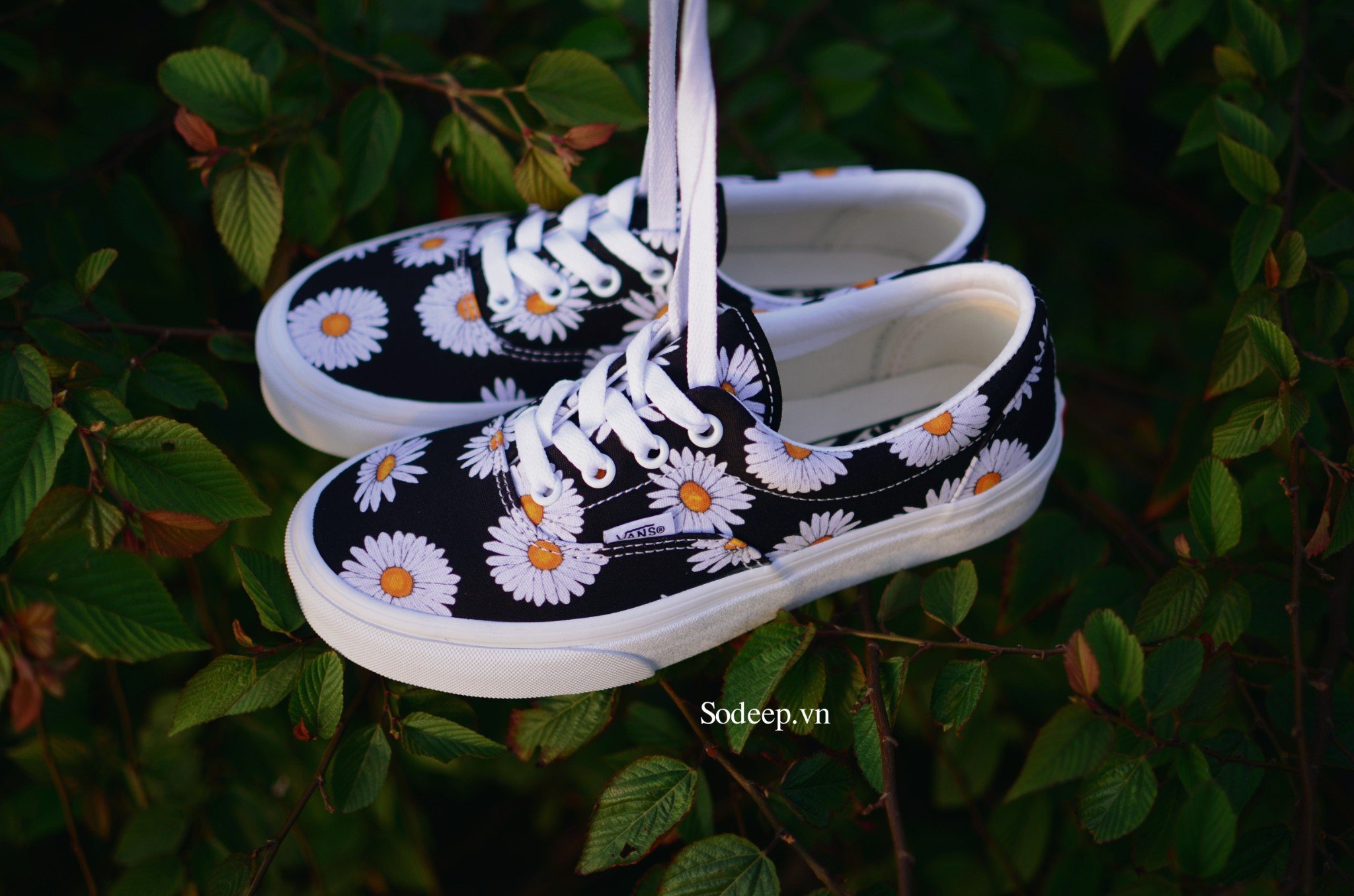 vans era big daisies