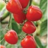 GÓI 5 HẠT GIỐNG CÀ CHUA CHERRY DÂU SIÊU NGỌT