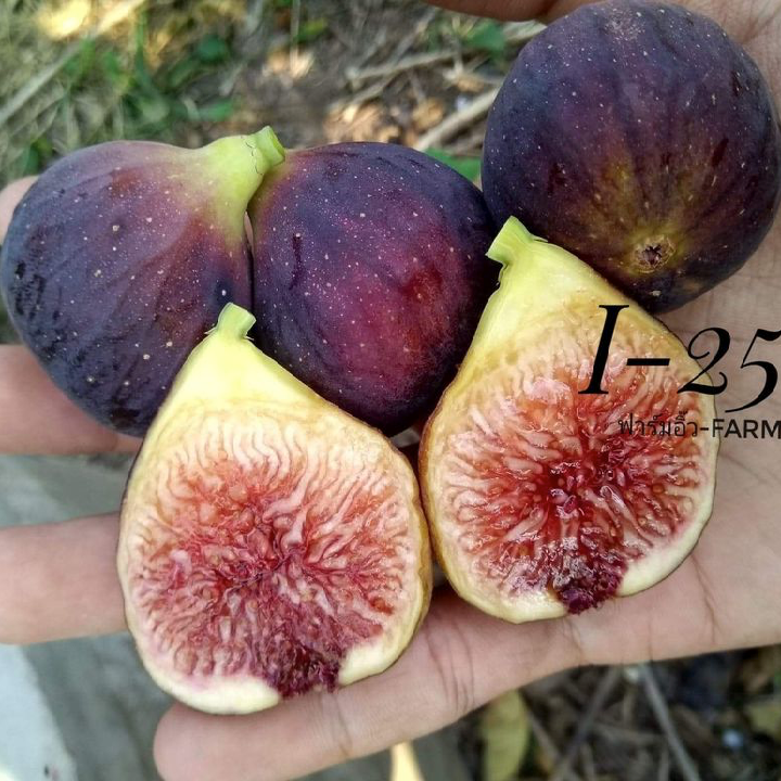 CÂY GIỐNG SUNG MỸ I-258