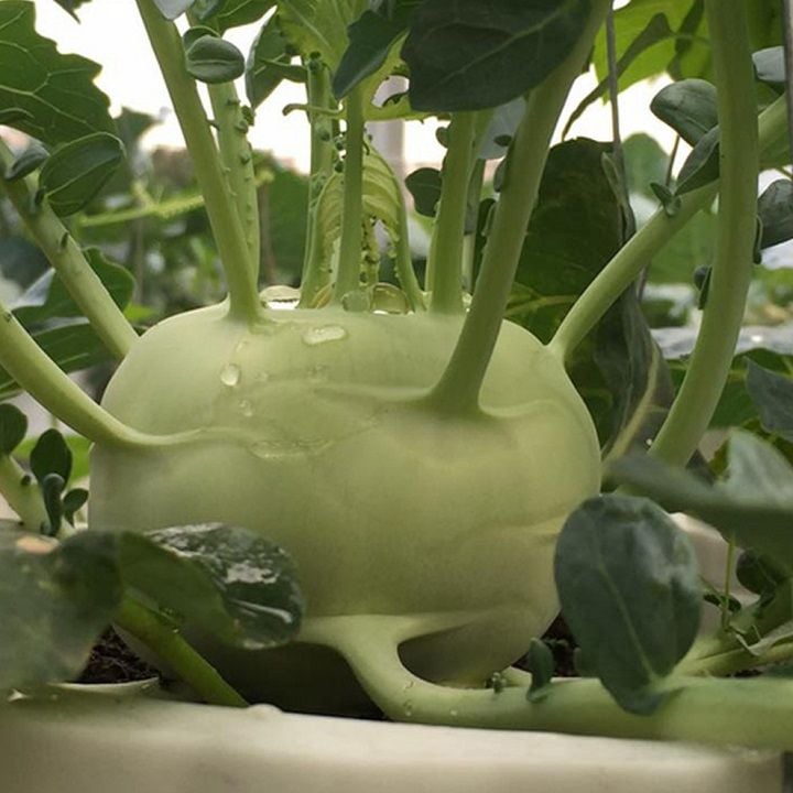 GÓI 50 HẠT GIỐNG SU HÀO XANH NHẬT BẢN