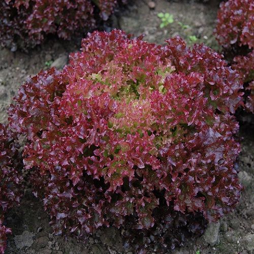 GÓI 1 GRAM HẠT GIỐNG XÀ LÁCH TÍM LOLLO ROSA