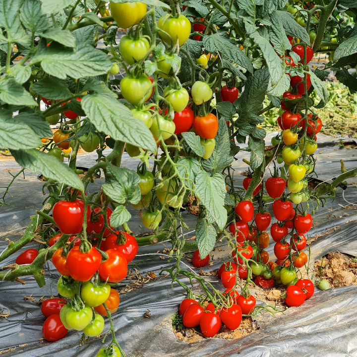 GÓI 5 HẠT GIỐNG CÀ CHUA CHERRY DÂU SIÊU NGỌT