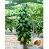 HẠT GIỐNG ĐU ĐỦ ĐÀI LOAN RUỘT CAM TAINONG (QUẢ 1.5KG)